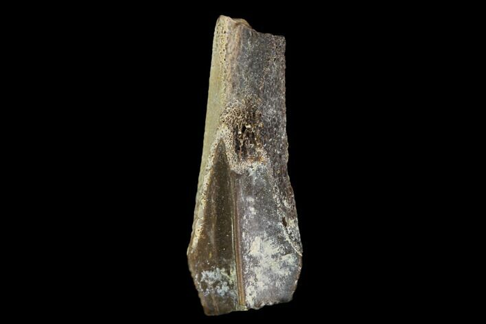Rooted Hadrosaur (Duck-Billed Dinosaur) Tooth - Montana #128518